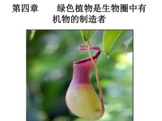 2014第四章绿色植物是生物圈中有机物的制造者