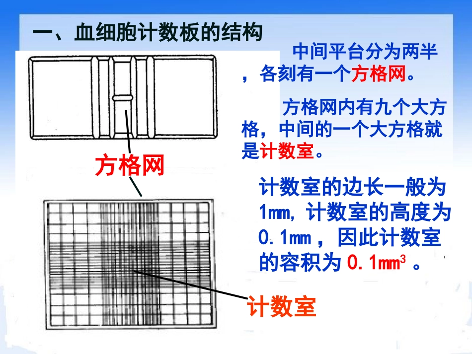 血细胞计数板的使用_第3页