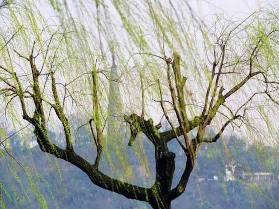 朱自清《春》课件（60页）_第3页
