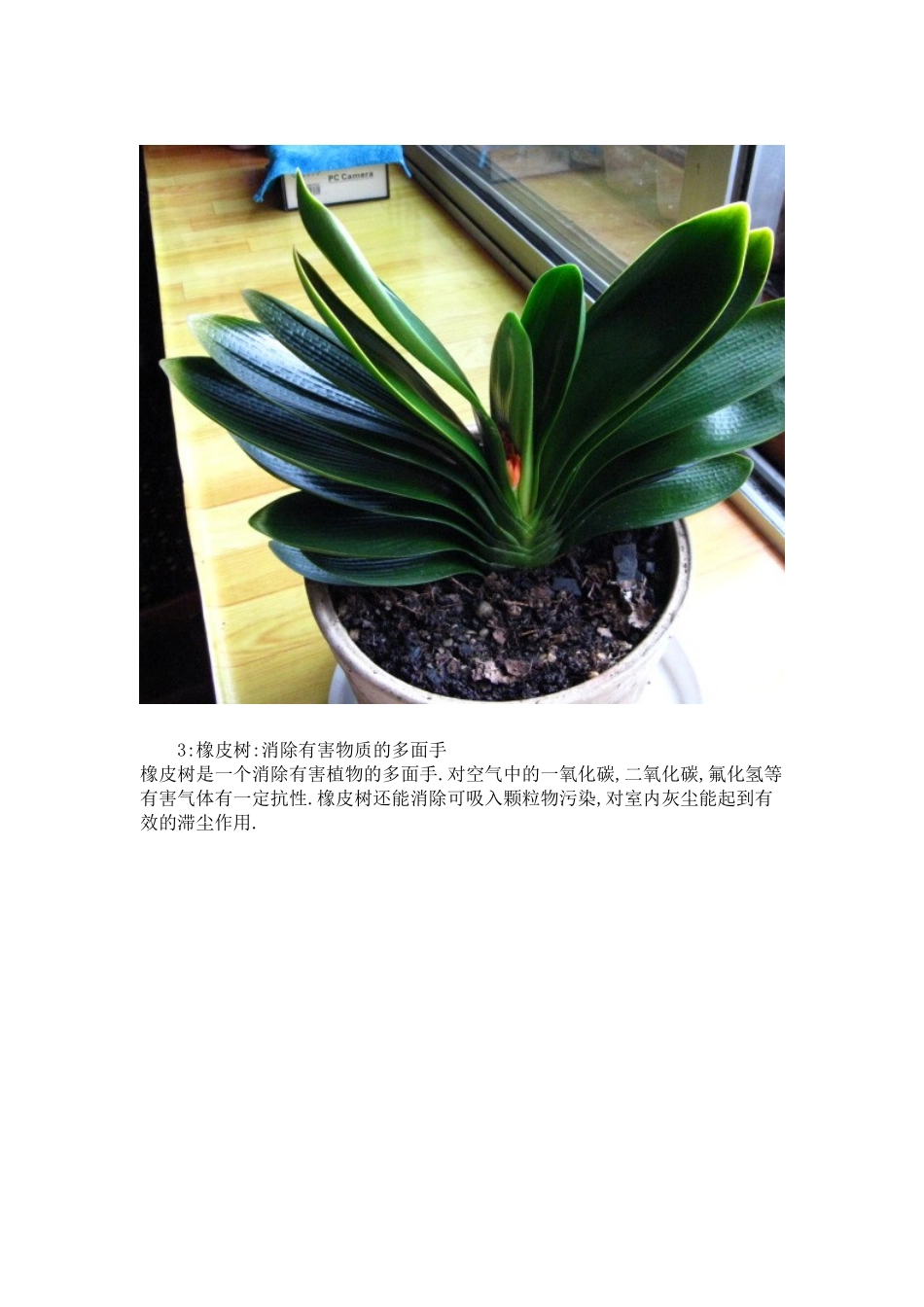 种植物放入室内的奇异功效_第2页
