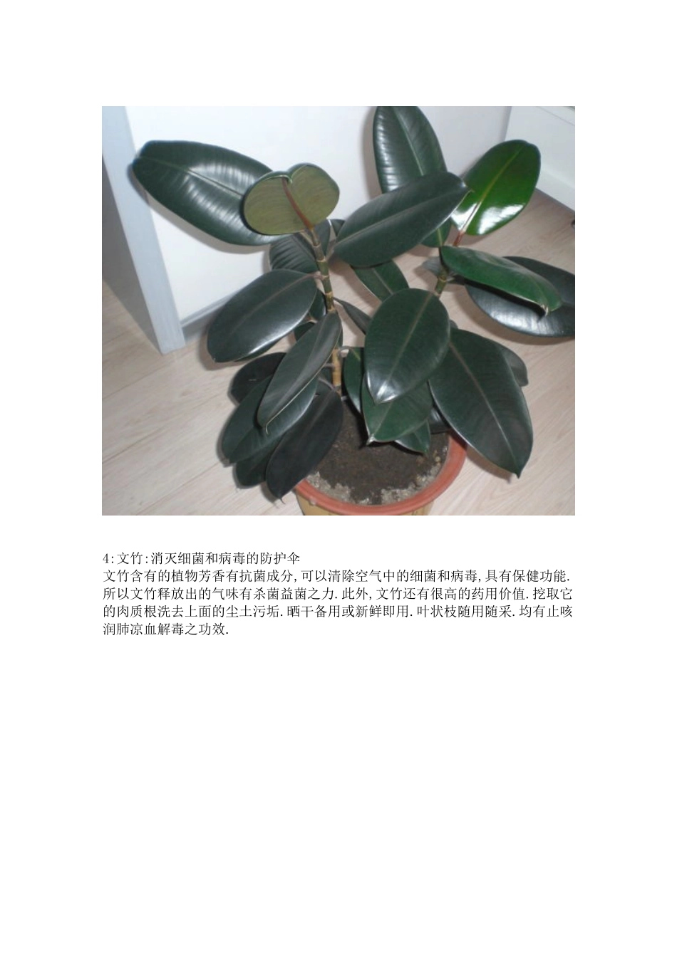 种植物放入室内的奇异功效_第3页