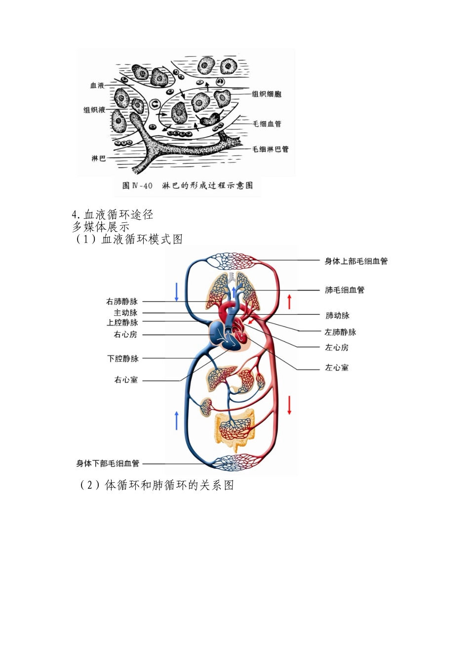 血液循环说课稿_第3页