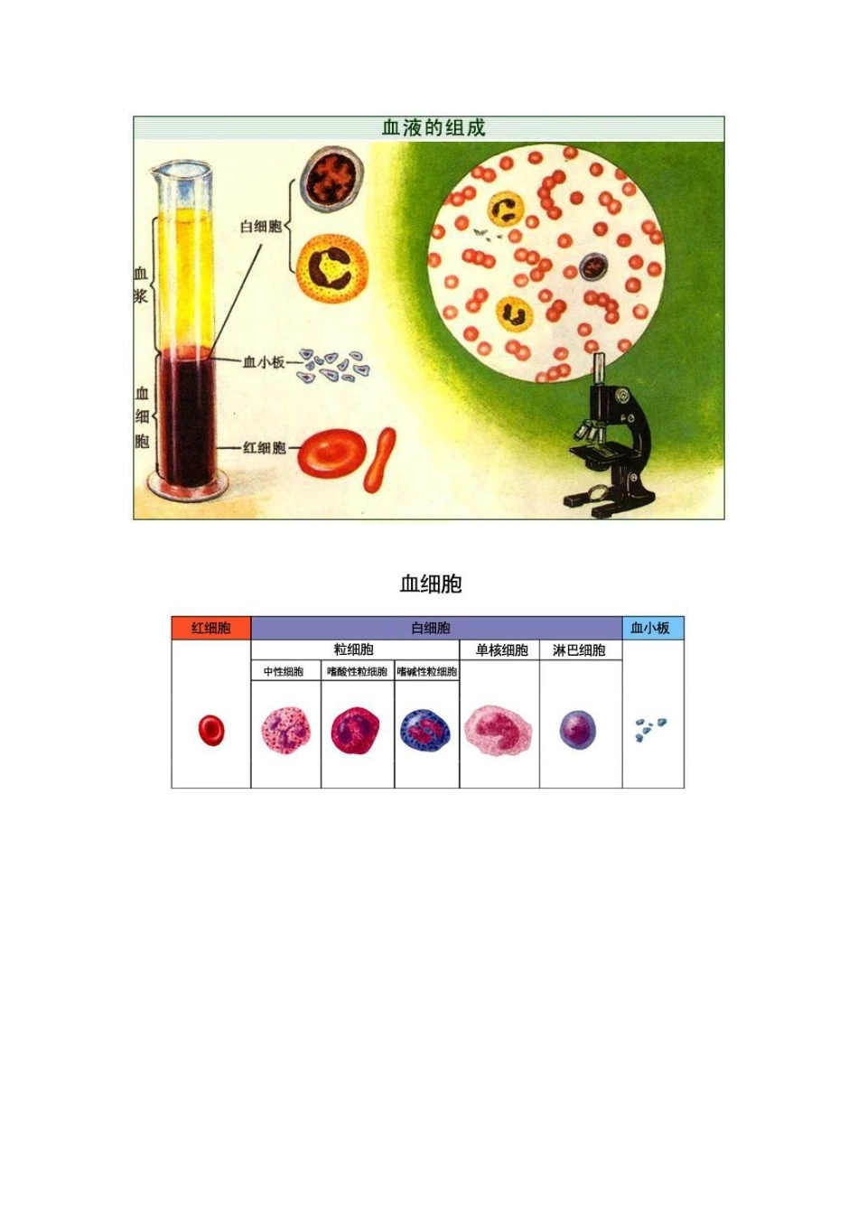 血液基础知识点及图解_第3页