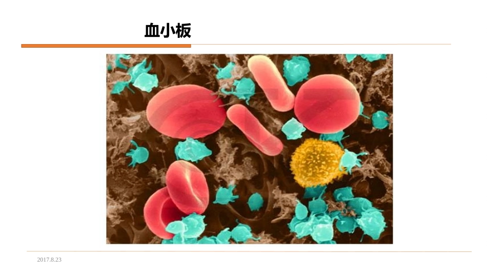 血小板聚集的测定_第3页