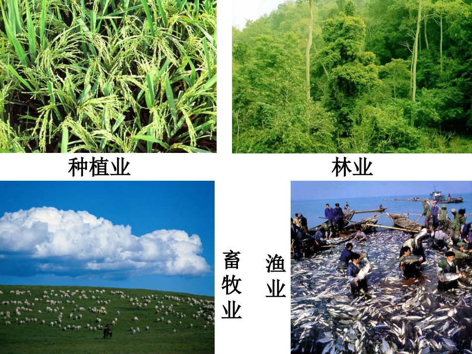 八年级地理上册第1课农业的分布课件商务星球版_第2页