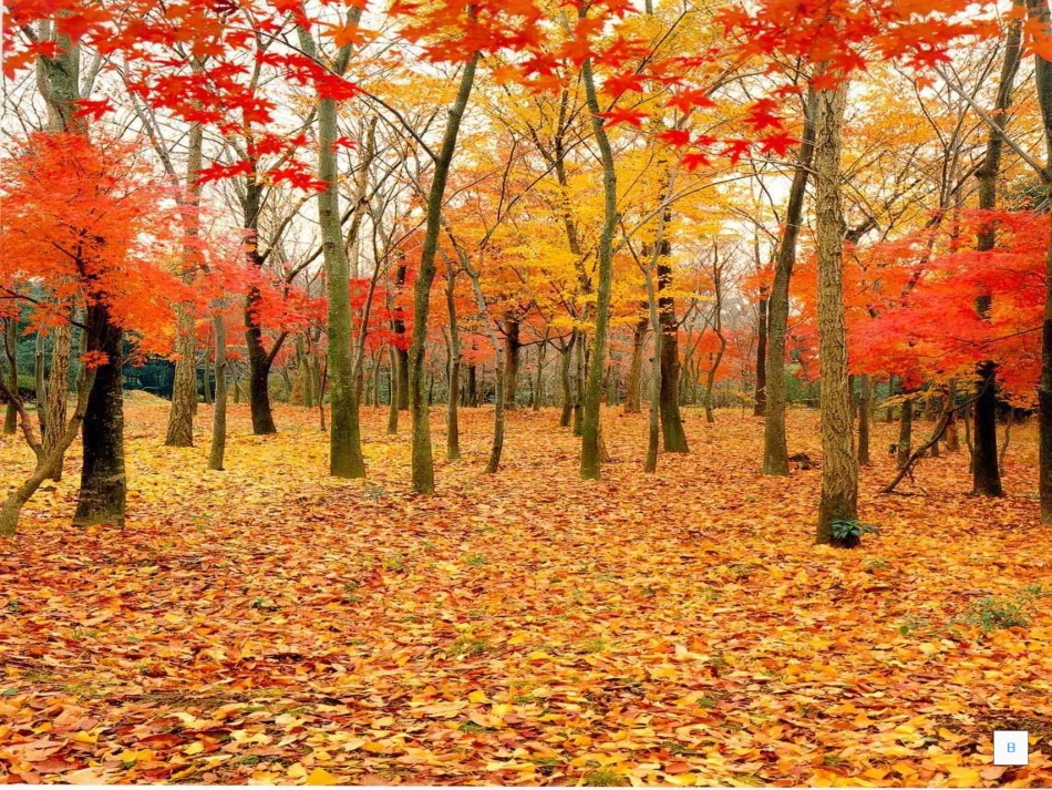 听听_秋的声音_第3页