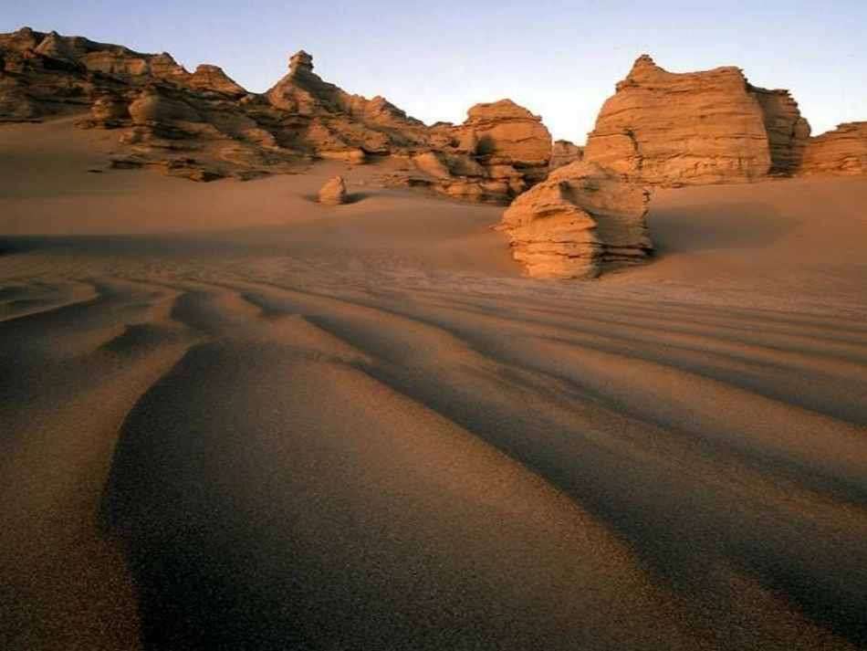 白杨教学课件_第2页