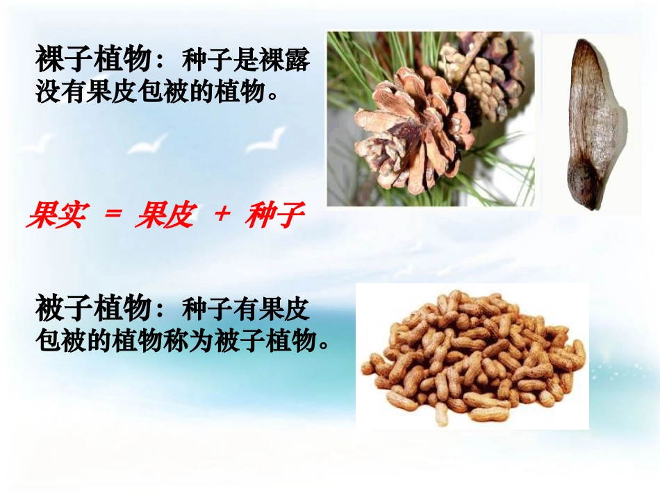 种子植物第二课时参考课件_第2页