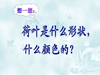 荷叶圆圆课件3