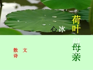 荷叶、母亲1