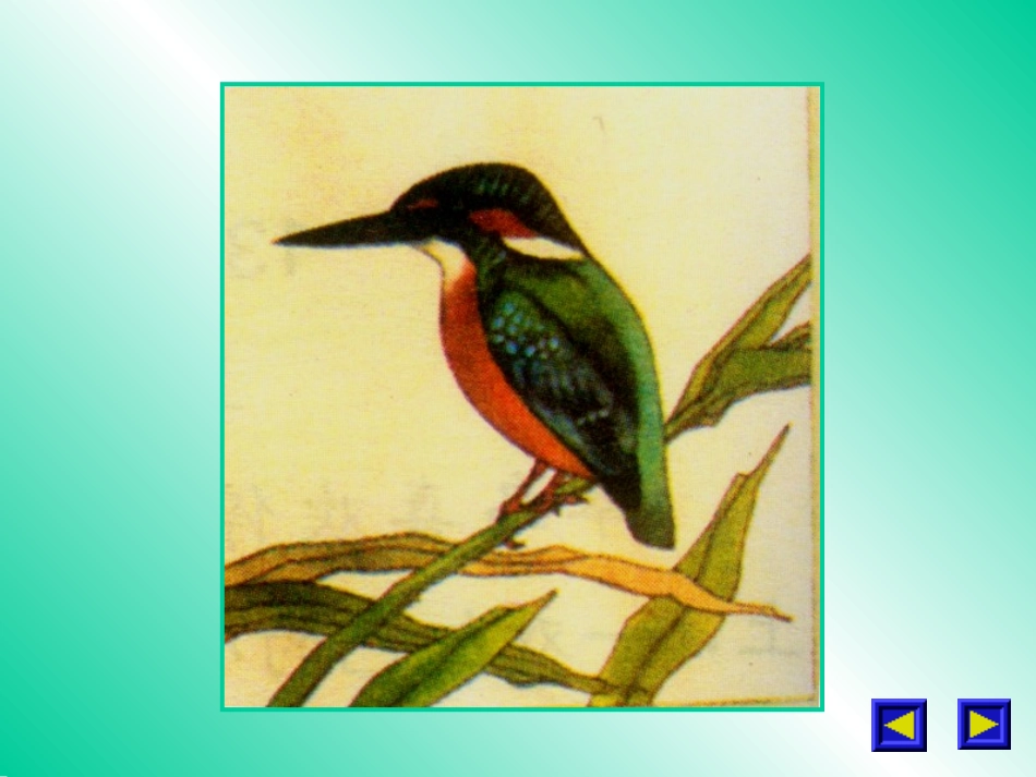 翠鸟课件()_第3页