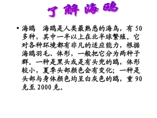 《老人与海鸥》第一课时