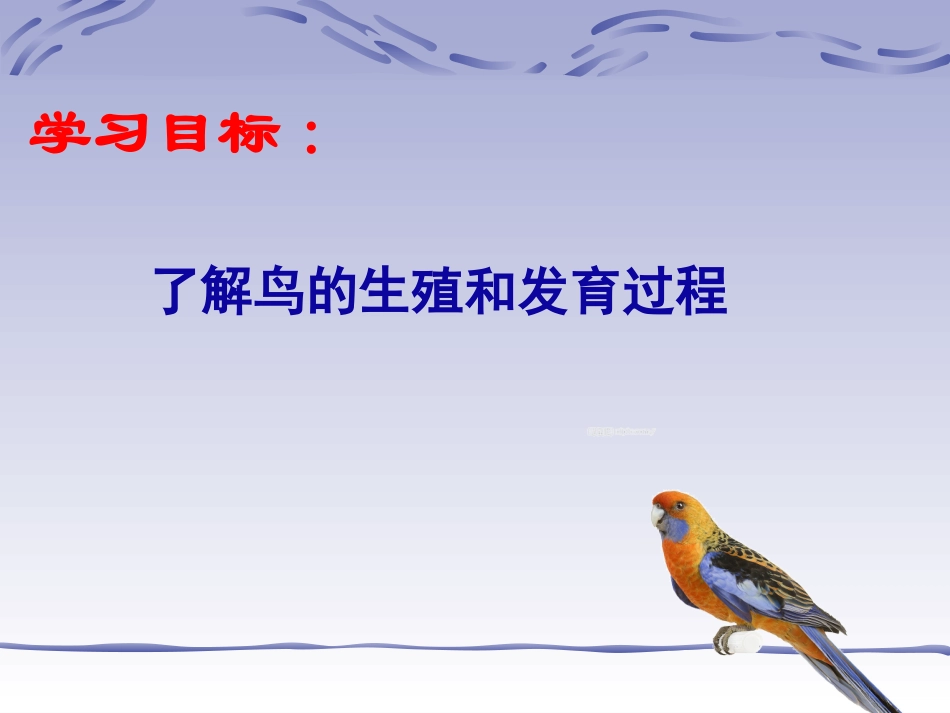 鸟类的生殖和发（修改）育_第3页