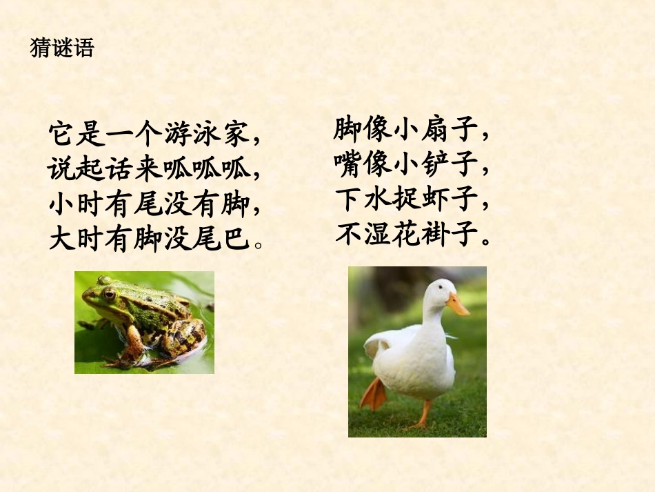 我最喜爱的动物_第2页