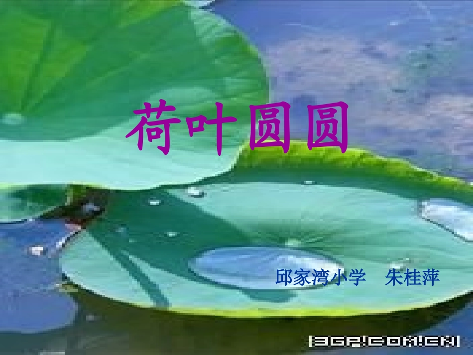 荷叶圆圆-我的课件_第1页