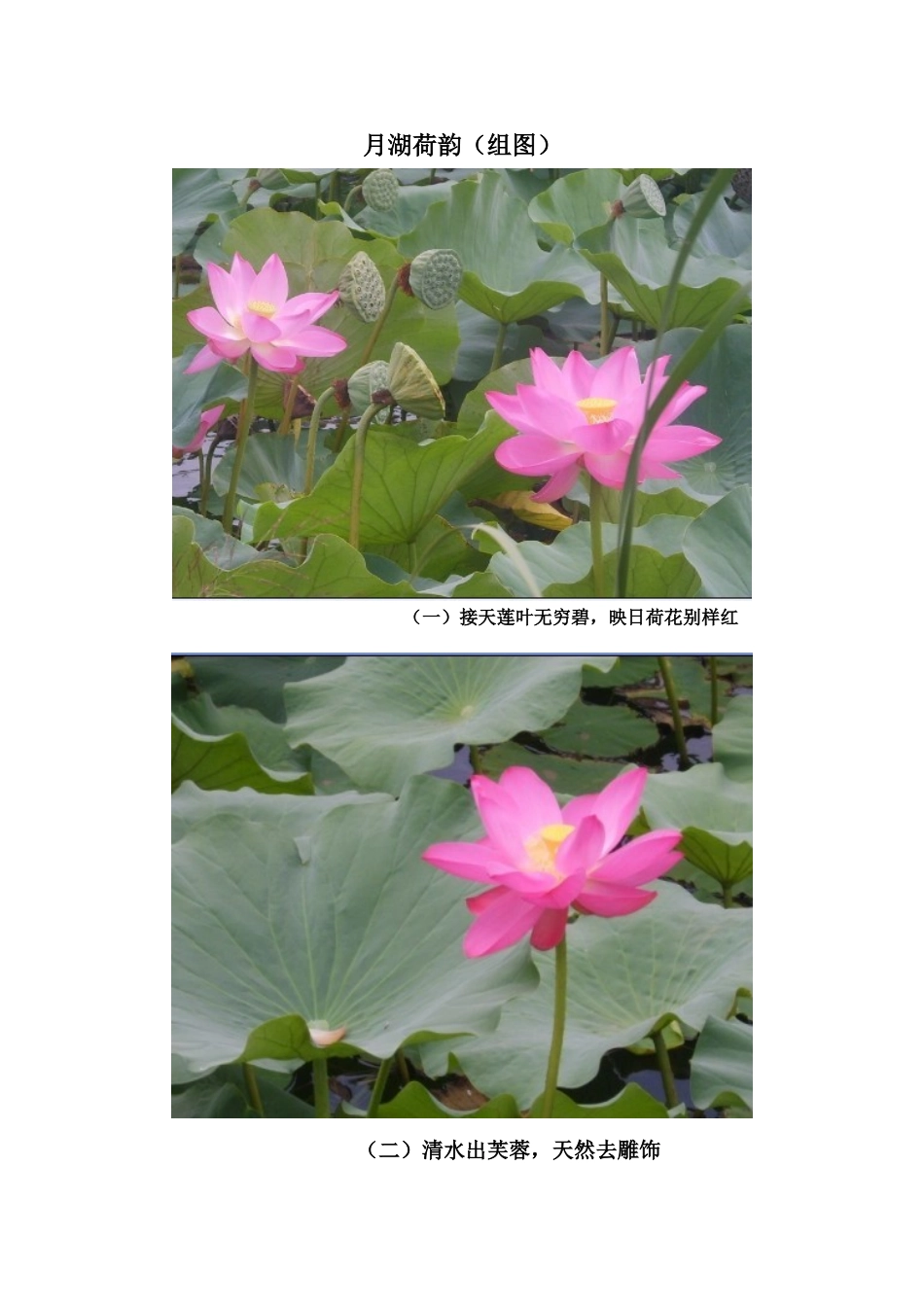 月湖荷韵一小陈丽芳_第1页