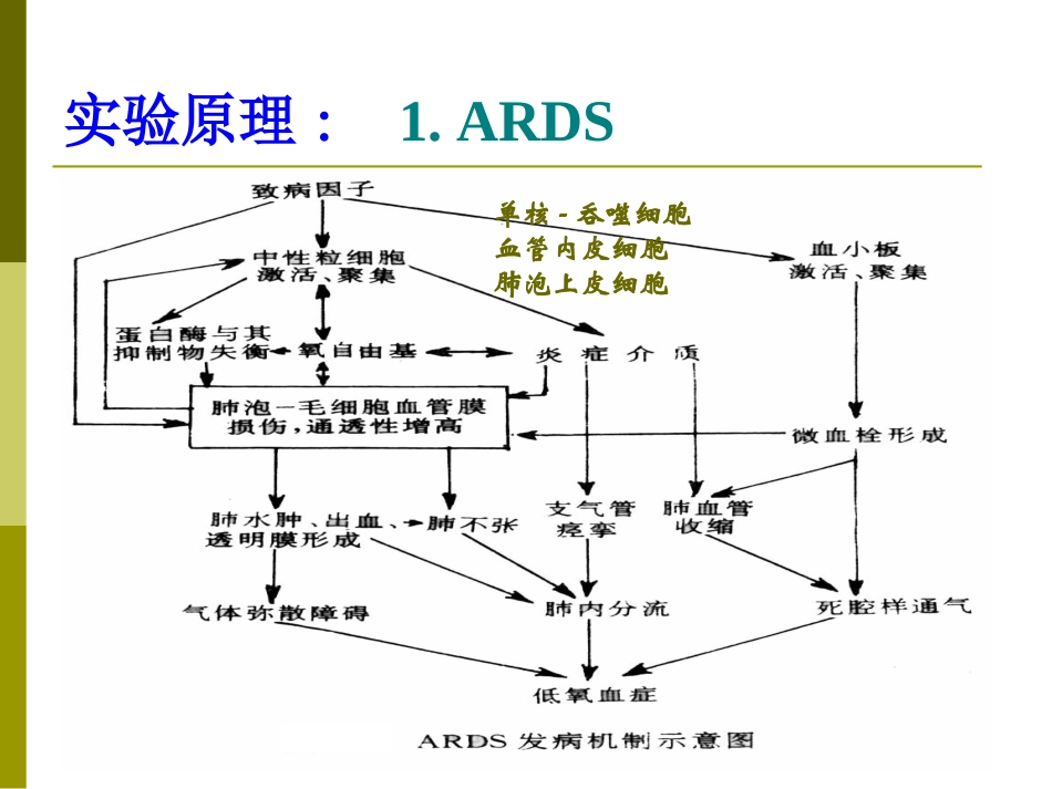 肺顺应性的变化及实验性呼衰_第3页