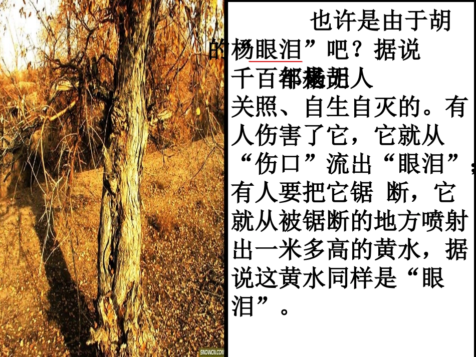 《胡杨赞》课件_(1)_第3页