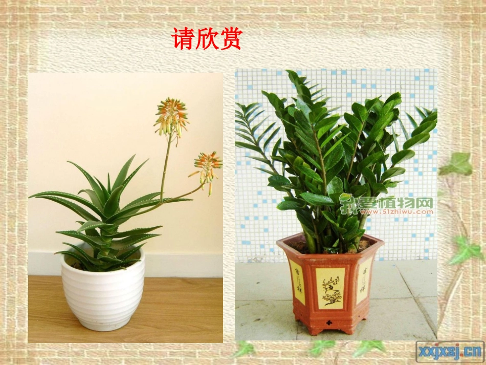 许红利植物的开花与结果_第2页