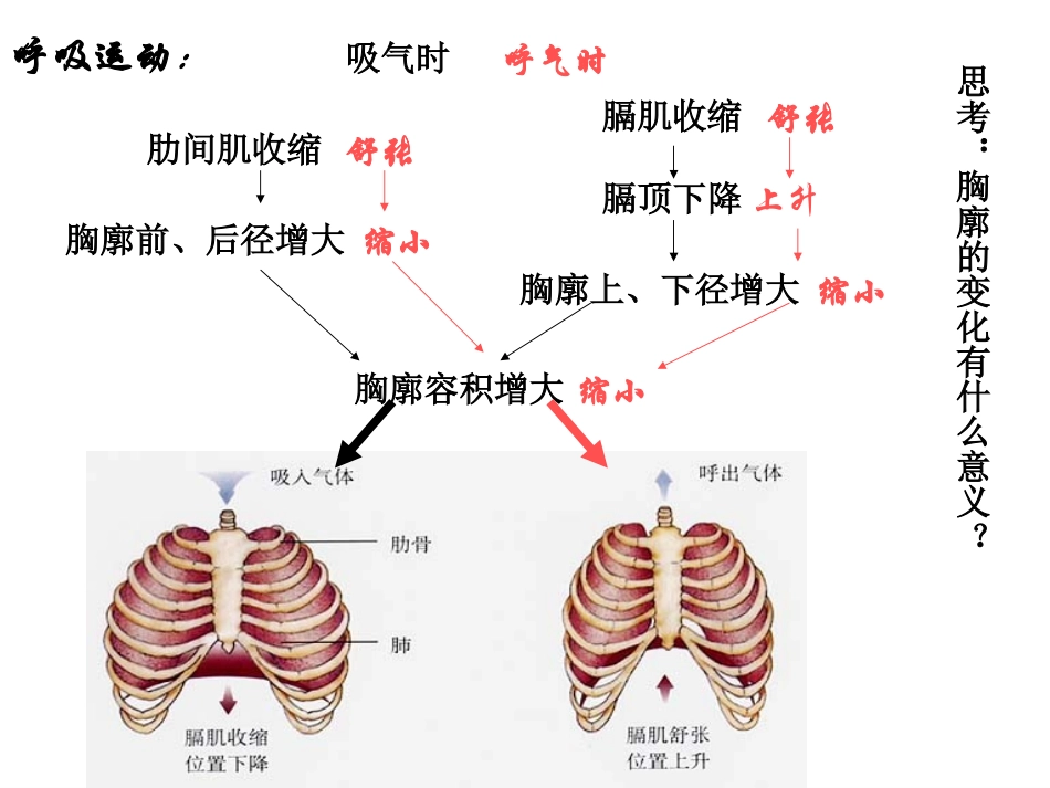 肺泡与外界的气体交换_第3页