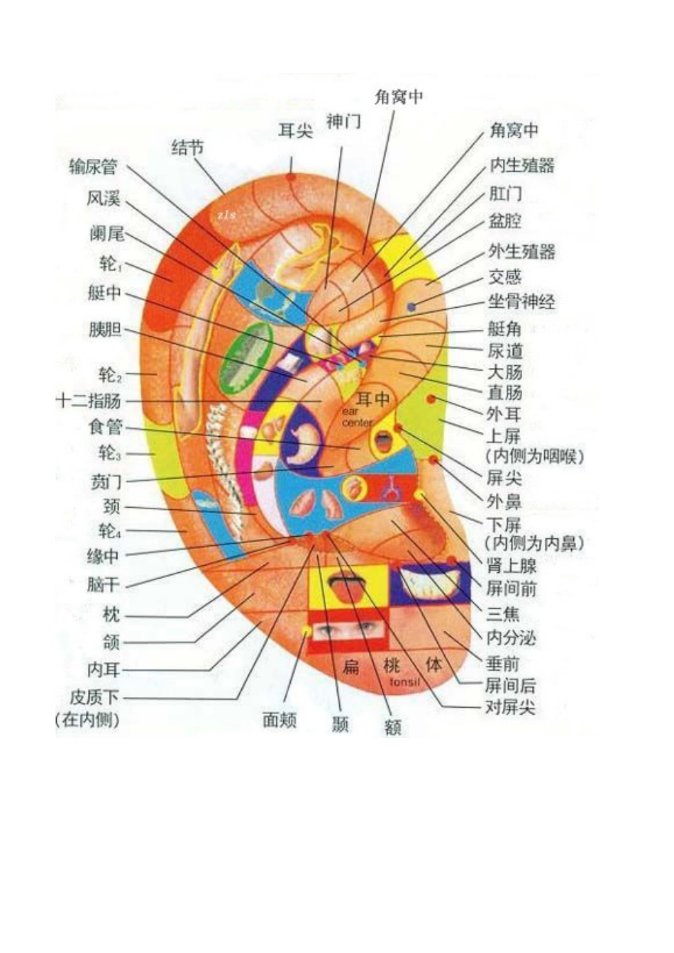 耳部穴位反射图_第2页
