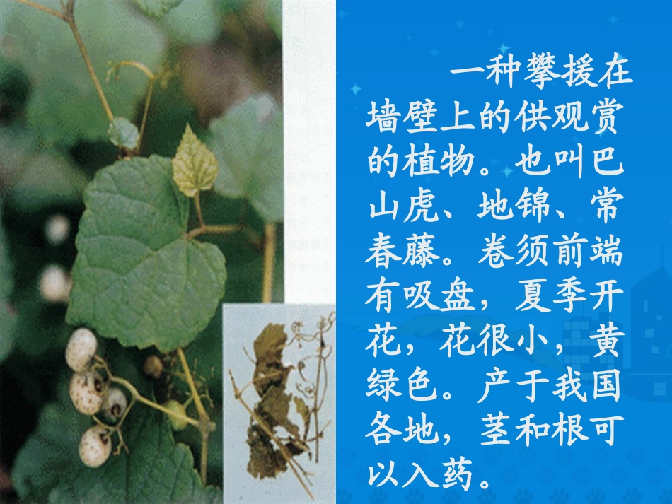 《爬山虎的脚》课件 (3)_第2页
