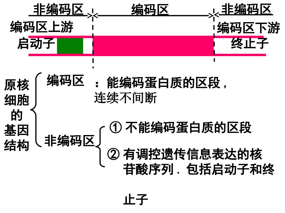 基因工程的基本操作程序_第3页
