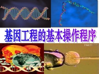 基因工程的基本操作程序