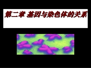 减数分裂和受精作用