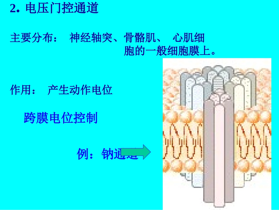 细胞的跨膜信号传递功能(1)_第3页