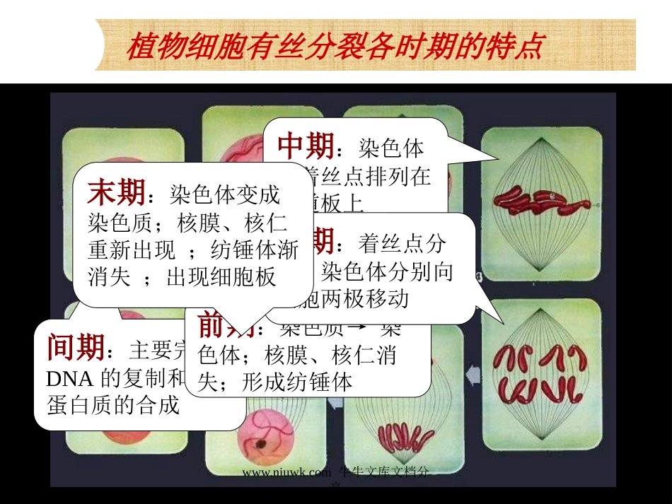 细胞的增殖癌变和衰老_第2页