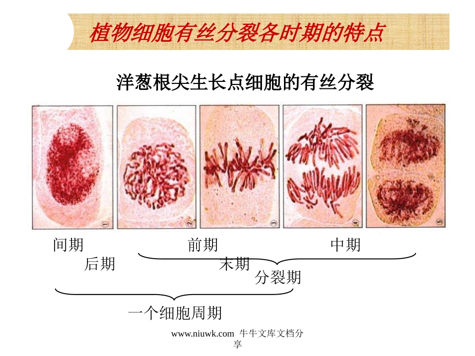 细胞的增殖癌变和衰老_第3页