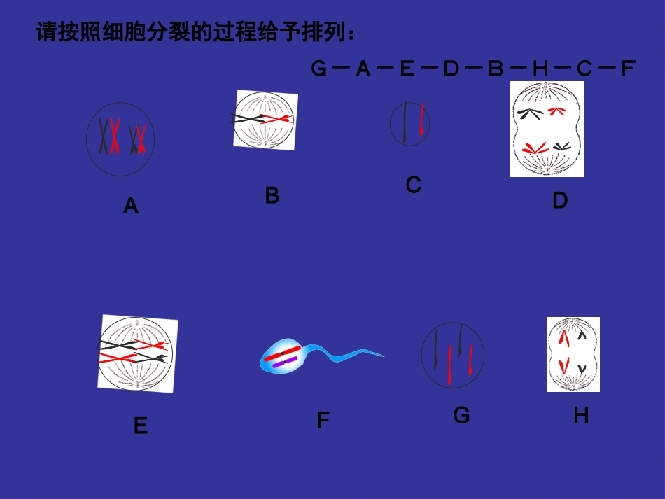 细胞的减数分裂_第2页