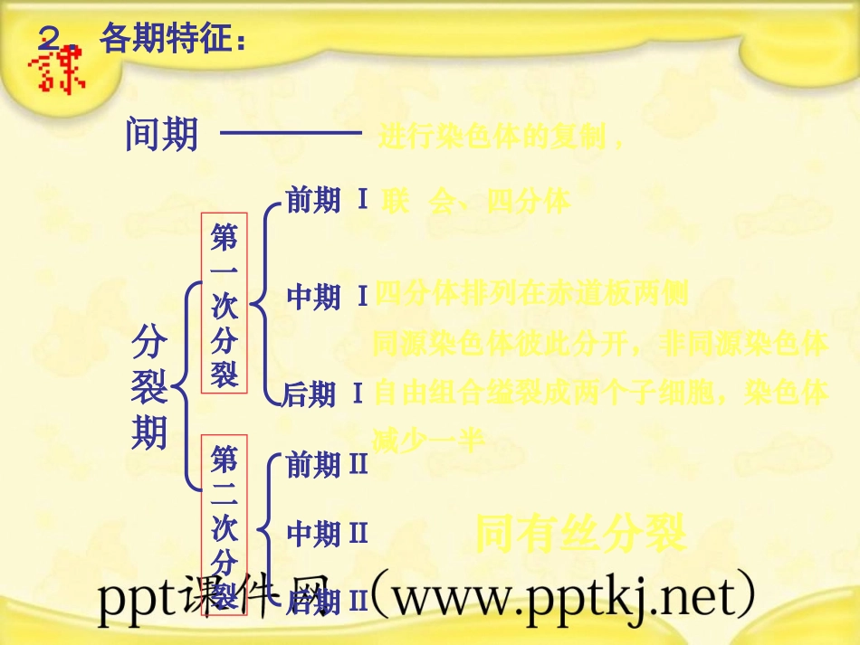 细胞的减数分裂_第3页