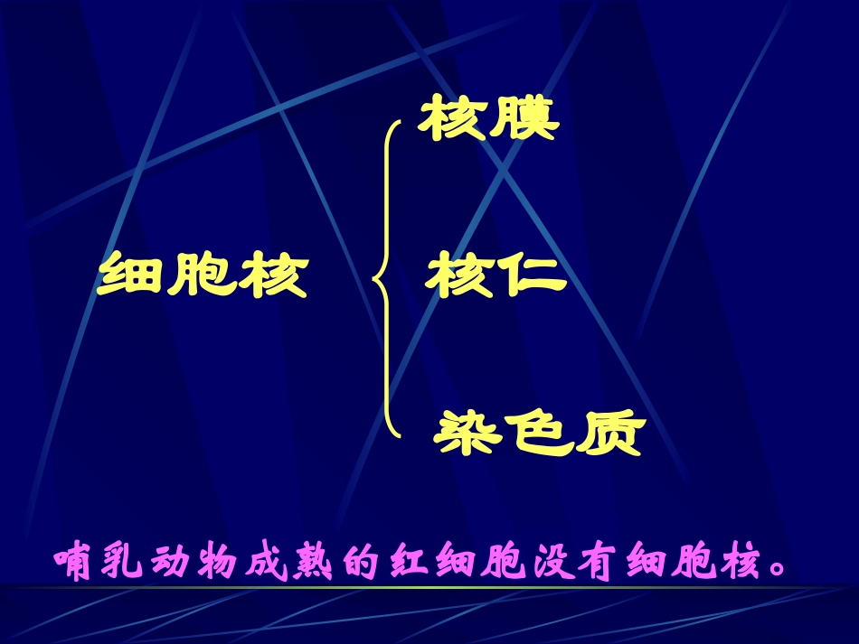 细胞核结构和功能_第2页