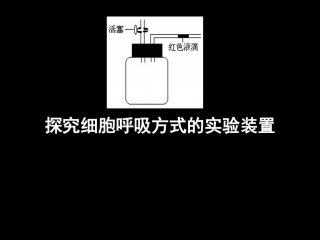 细胞呼吸方式的判断