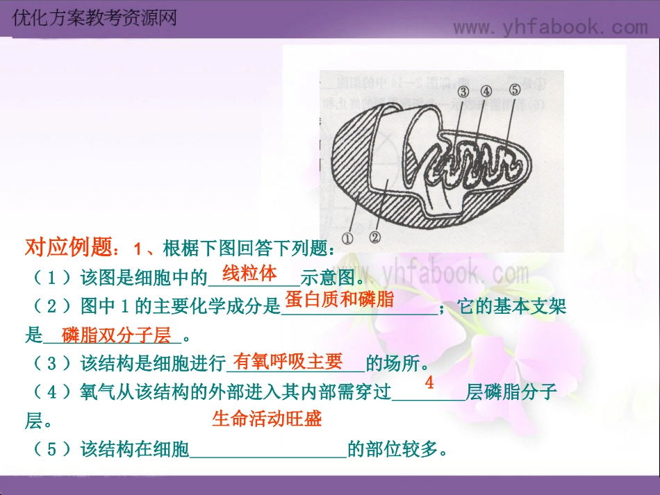 细胞器的结构与功能_第3页