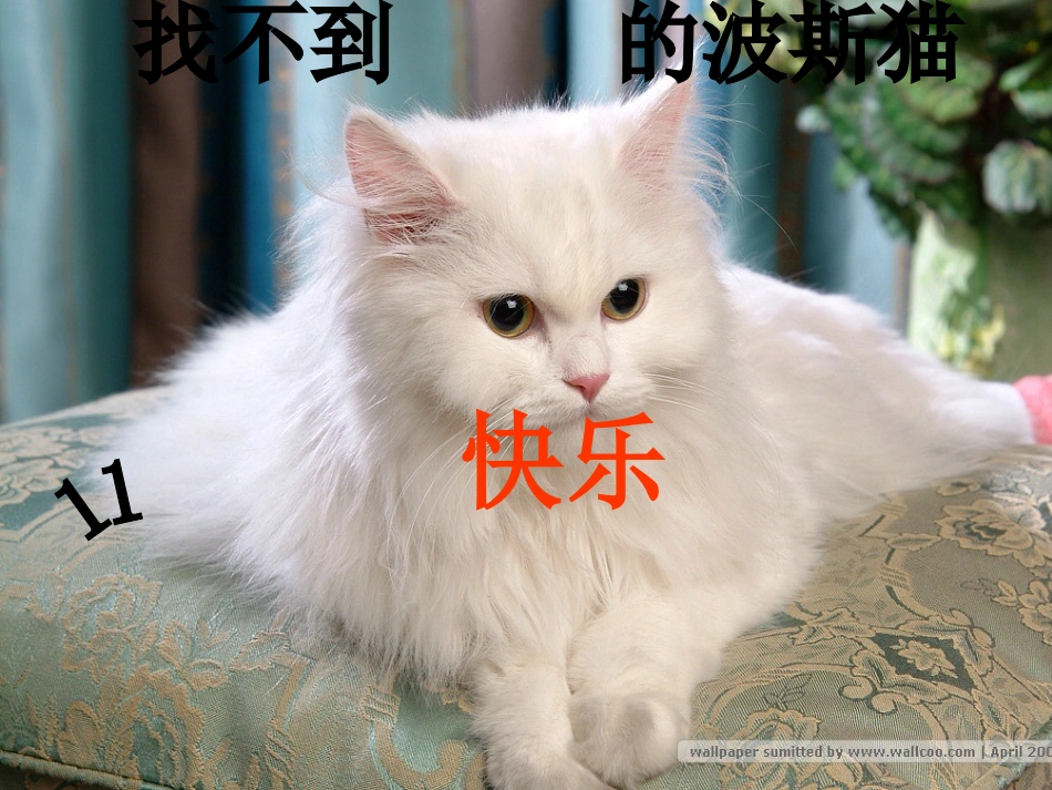 找不到快乐的波斯猫课件_第1页