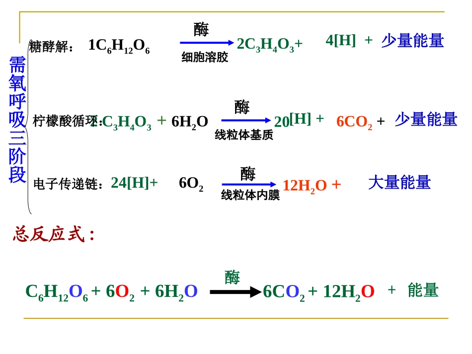 细胞呼吸一轮复习_第3页