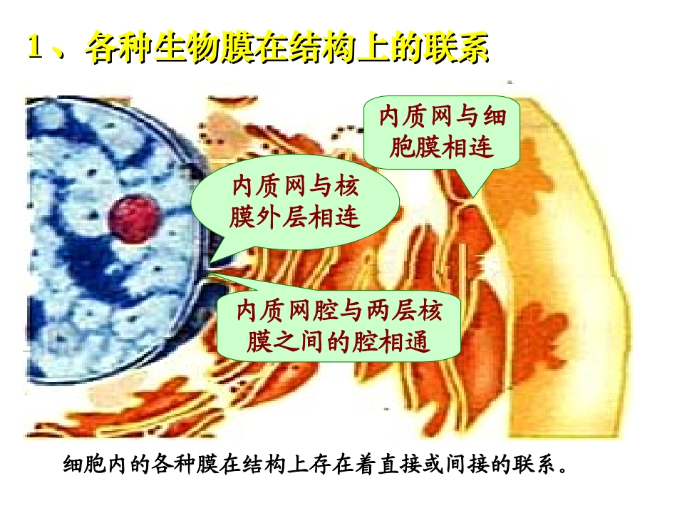 细胞内的各种膜在结构上存在着直接或间接的联系._第1页