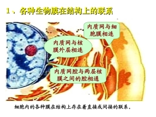 细胞内的各种膜在结构上存在着直接或间接的联系.