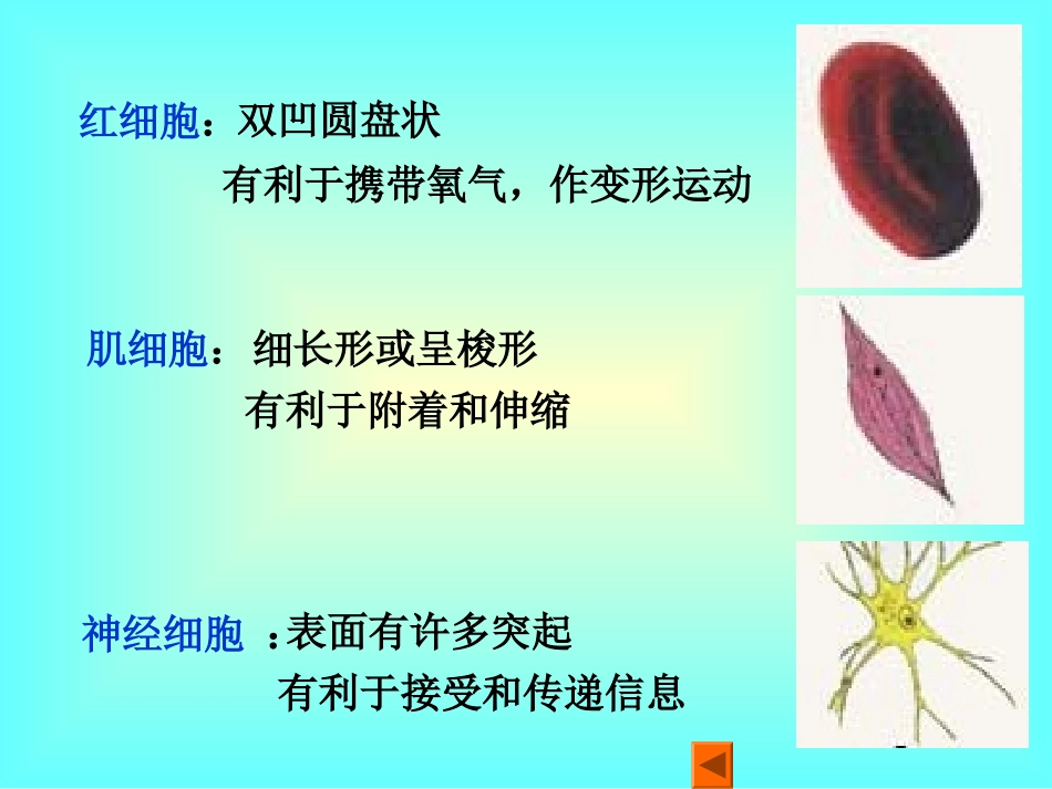 细胞分化和植物细胞的全能性_第2页