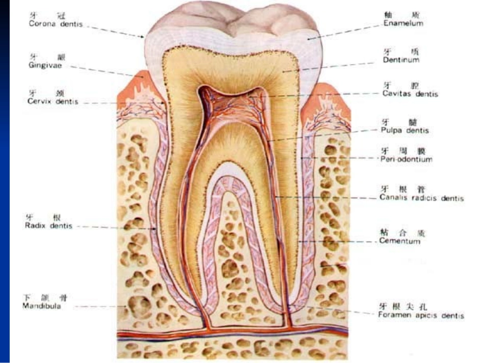 第四节牙周病病人的护理11_第3页