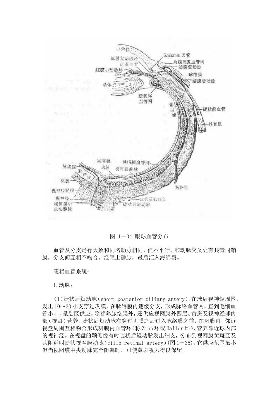 第四节 眼部血液供给及神经支配_第2页