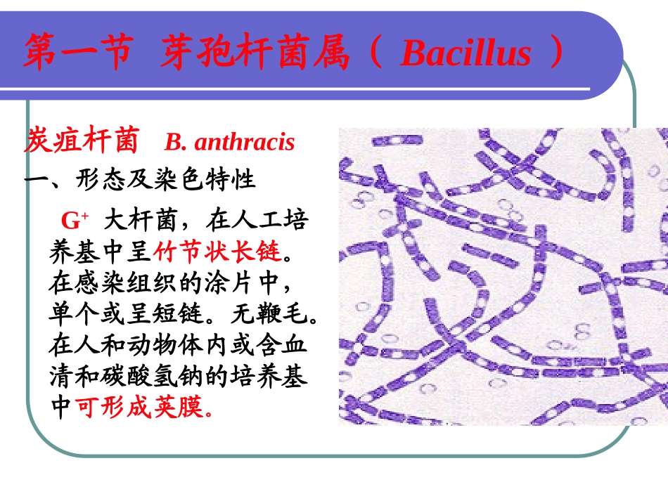 第四章 产芽孢的细菌_第2页