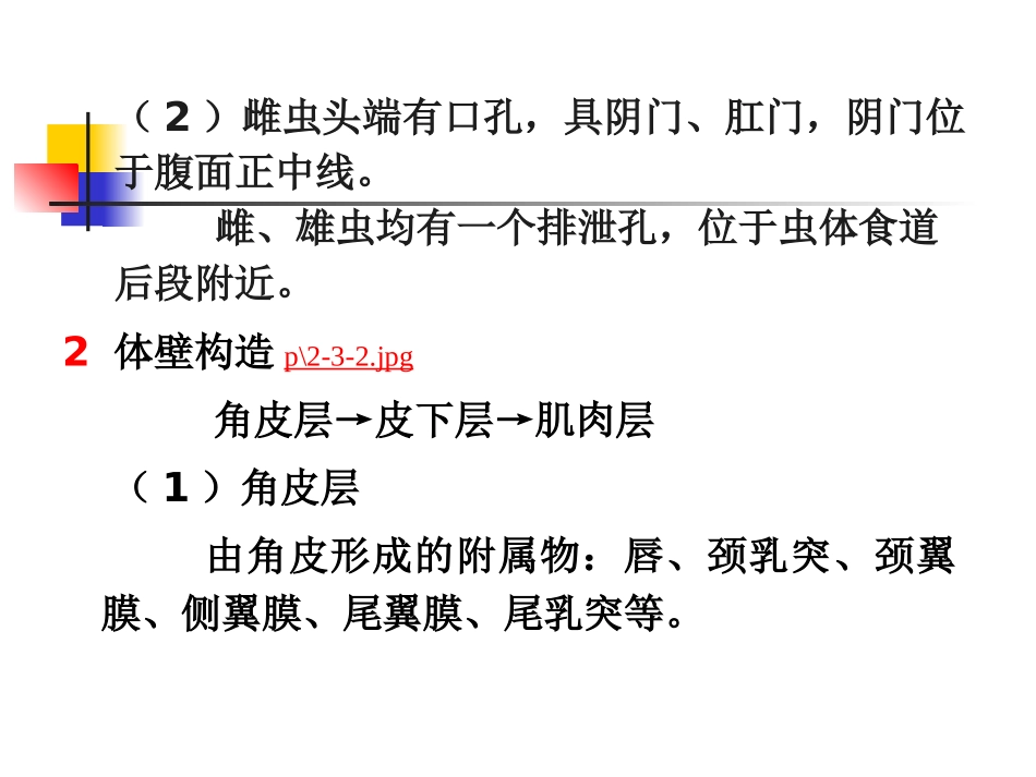 第四章  动物蠕虫病学-线虫_第2页