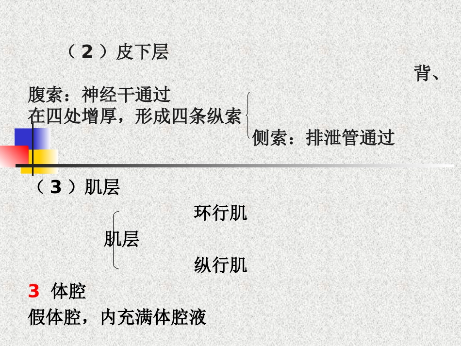 第四章  动物蠕虫病学-线虫_第3页