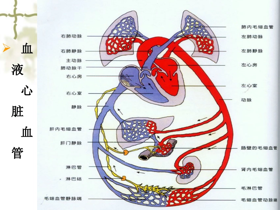 第四章   血 液 循环_第2页