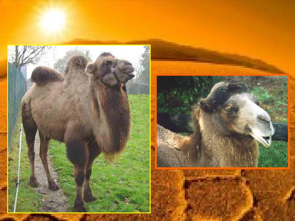 小骆驼PPT课件_第2页