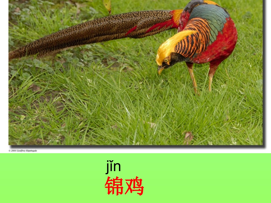 二年级语文上册识字七课件 (3)_第3页